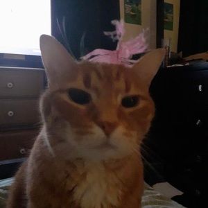 Meet your Posher, Angela